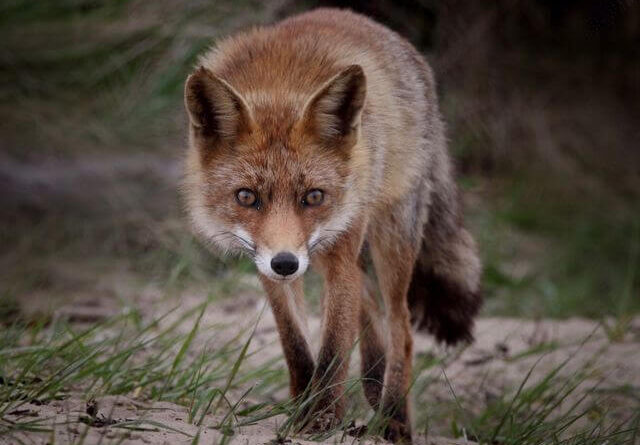 Flox Intelligence wildlife deterrent device operating near transit infrastructure